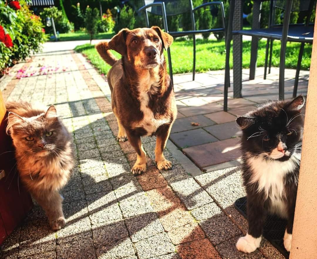 Ostoja Czersk Gora Kalwaria Zamek Krolowej Bony Domki Caloroczne Kültér fotó